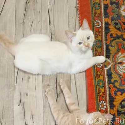 Пропал рыжий котёнок Симба, Бурансы