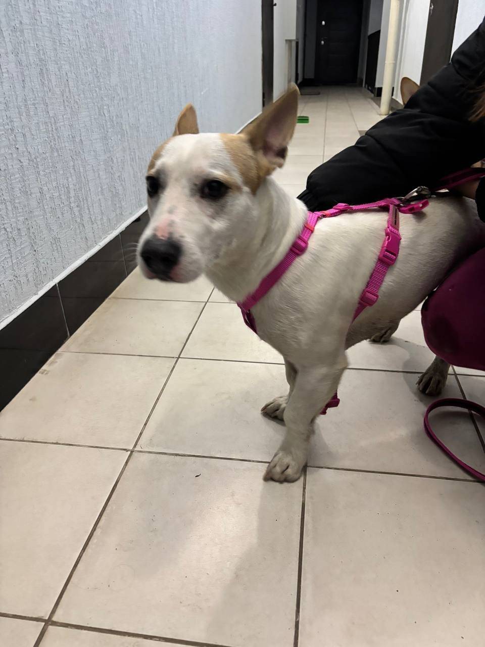 Найден пёс, ЖК Медовый