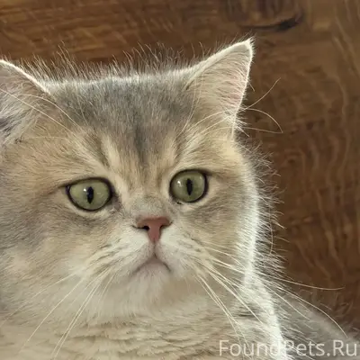 Пропал кот, 2-е Лавы