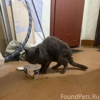 Найден кот, Генерала Батова, 35