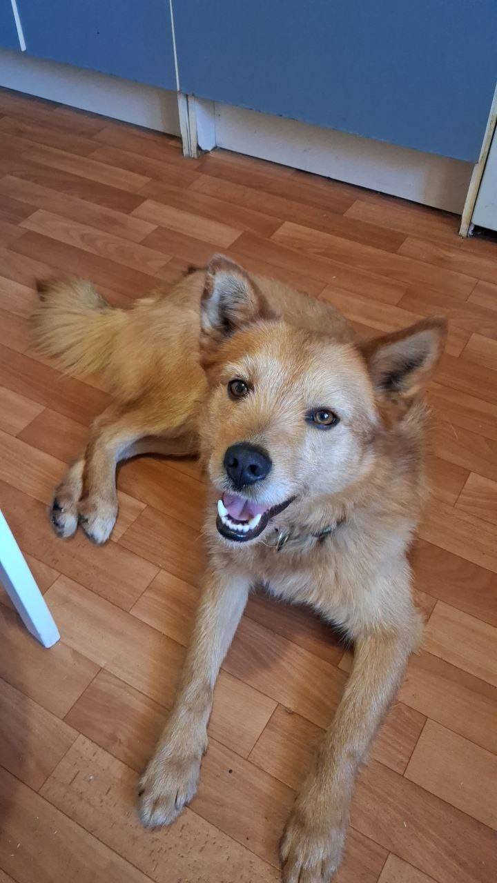 Найден пёс, Климовск