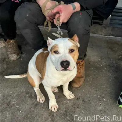 Найден стаффорд, метро Водный стадион