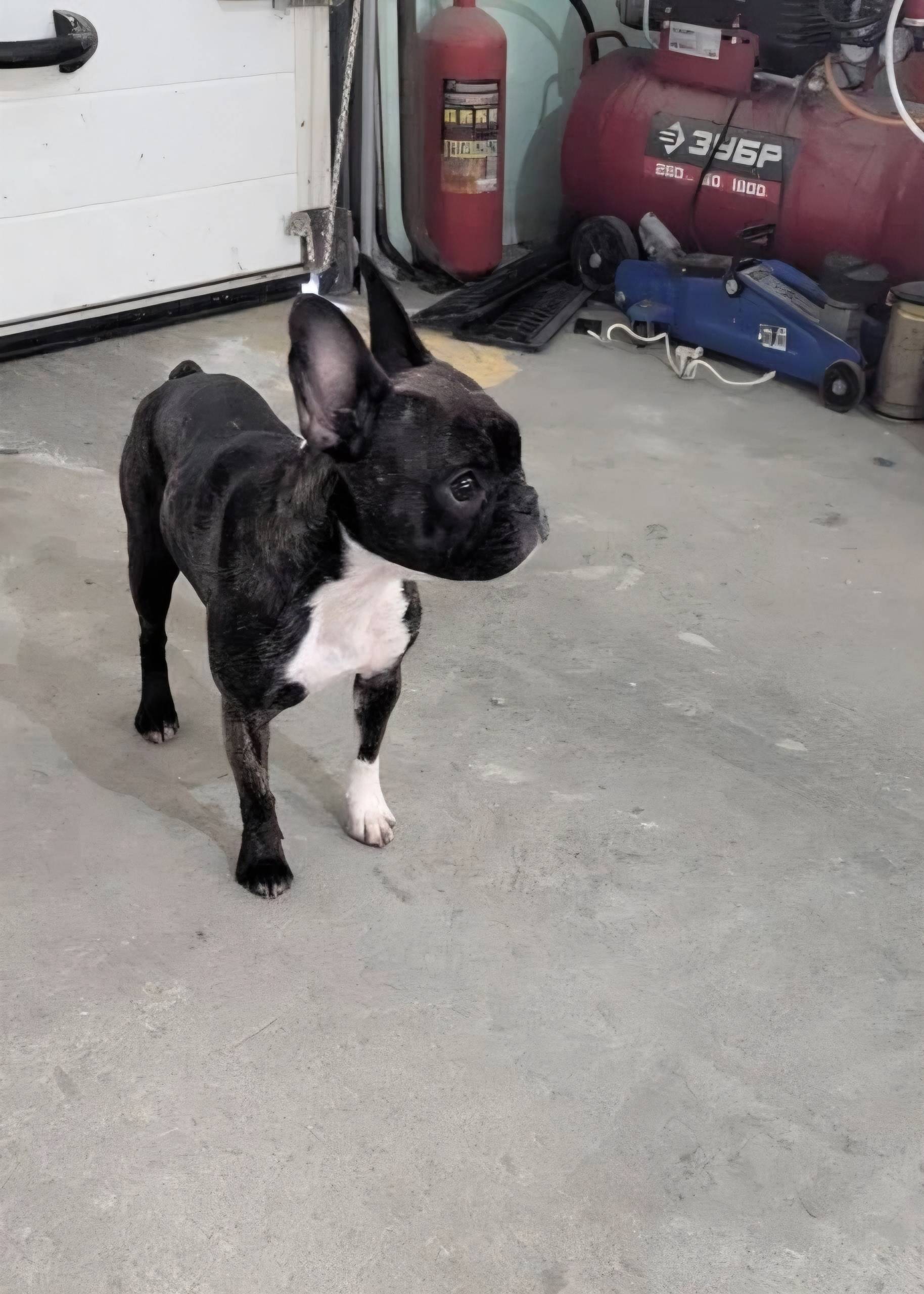 Найден щенок девочка, район Аэропорта