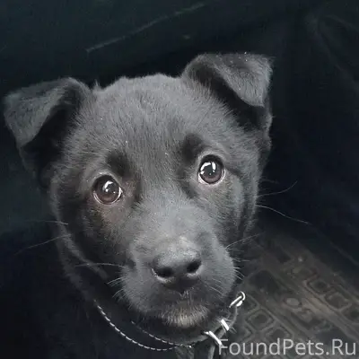 Найден щенок, Волоколамский пр-кт 31, Тверь