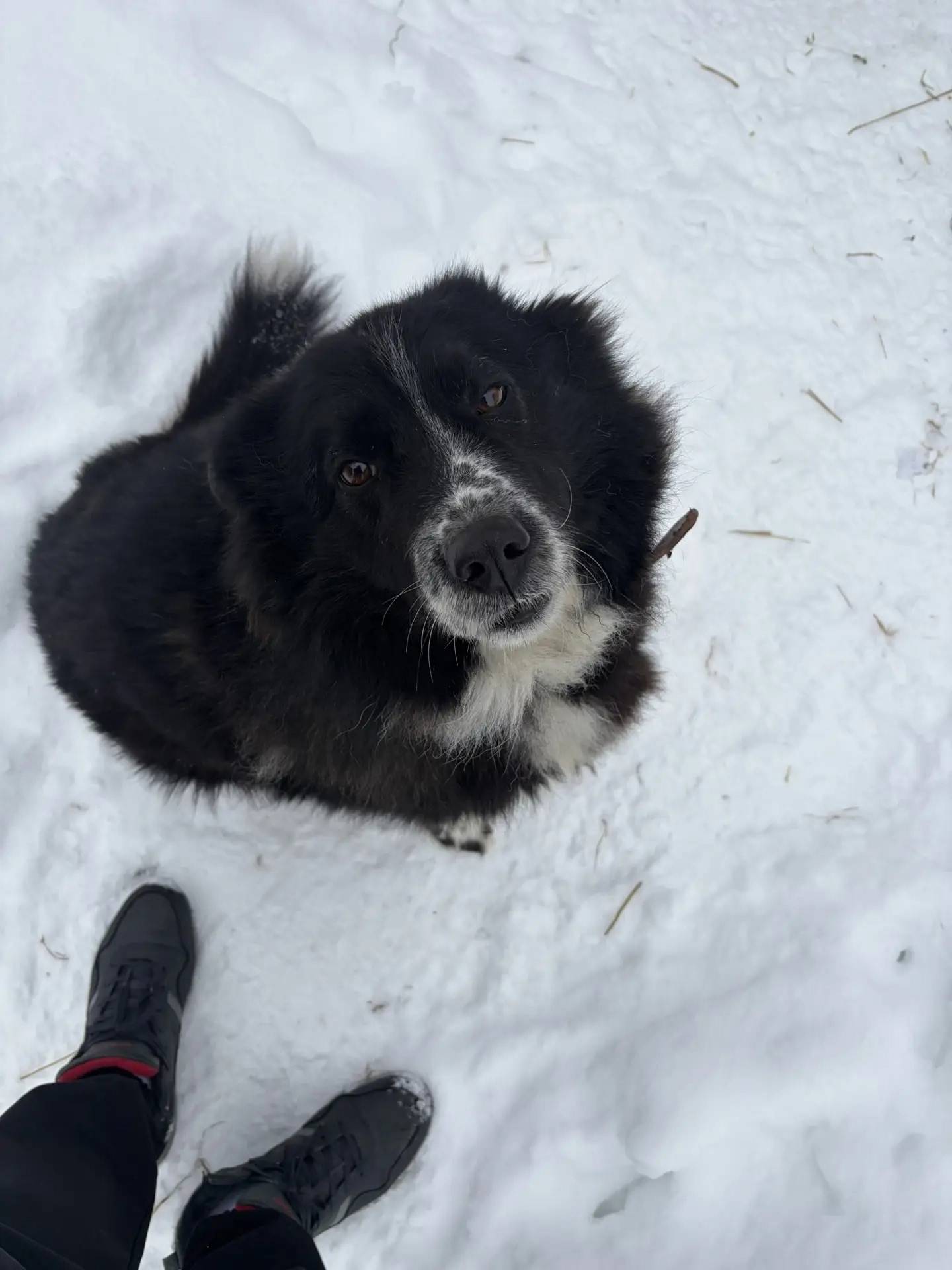 Пропал пёс Малыш, Богородский округ