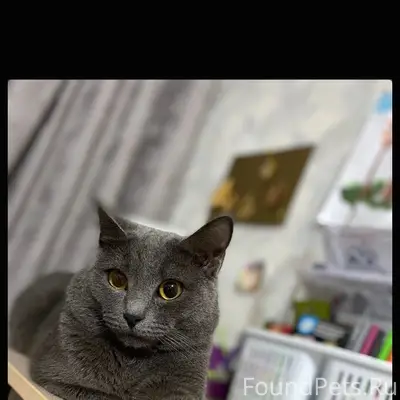 Пропал кот, район Терешковой 4а