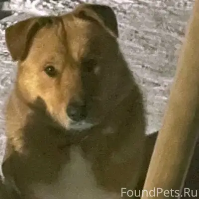 Пропал Рекс, собака