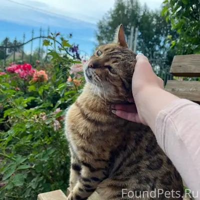 Пропал бенгальский кот Брюс, п. Дорожный