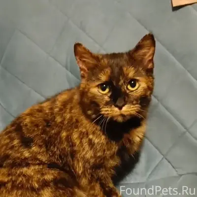 Найдена кошка, Рязань