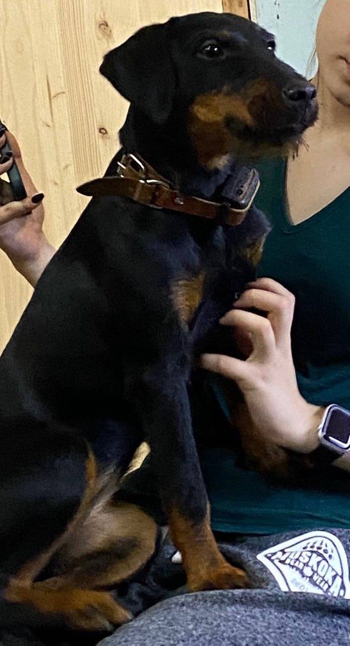 Пропала Немецкий охотничий терьер Чара, Краснослободск