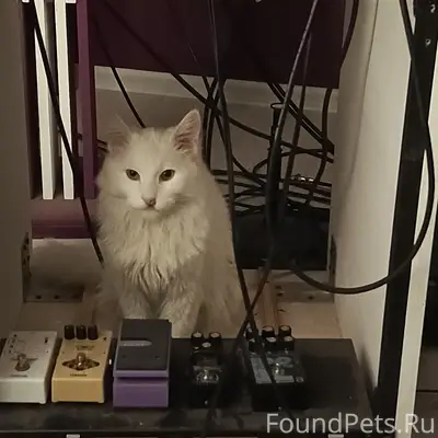 Найден белый кот, Ползунова 15, корп. 2