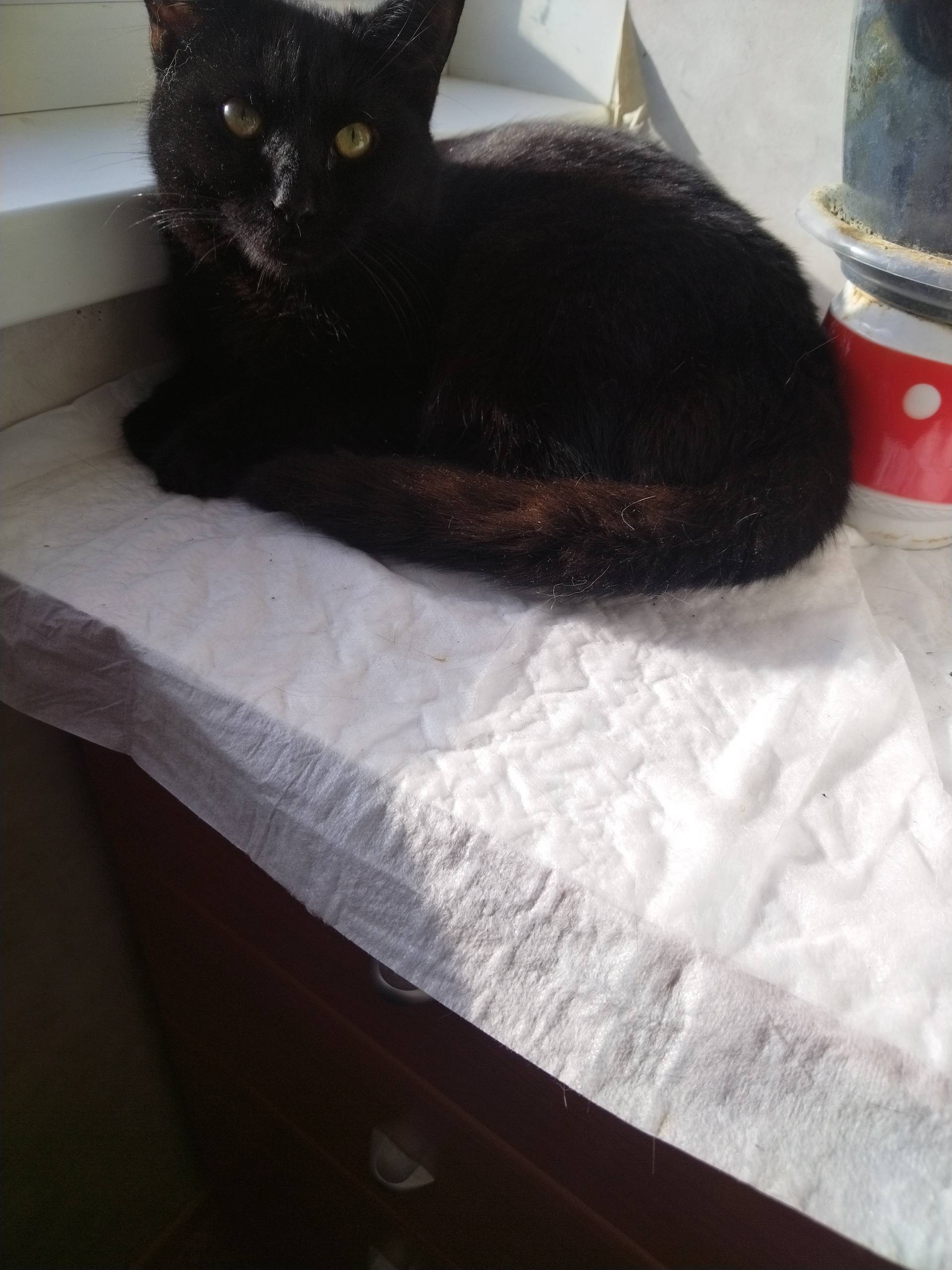 Найден чёрный котёнок, ул. Карла Маркса