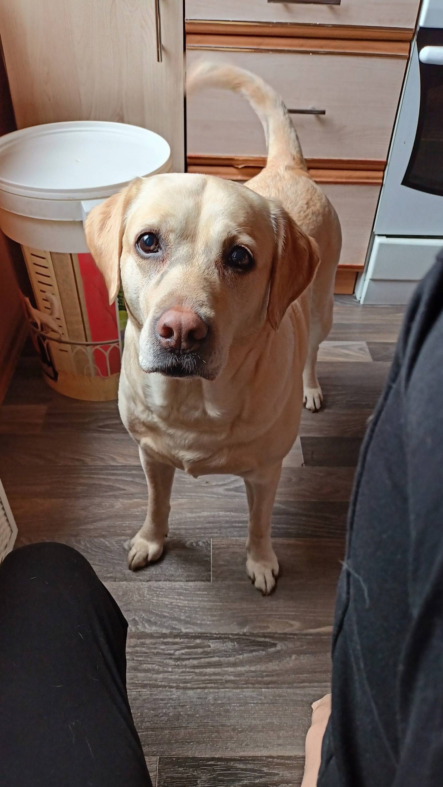 Пропала лабрадор Хлоя, Олимпийская