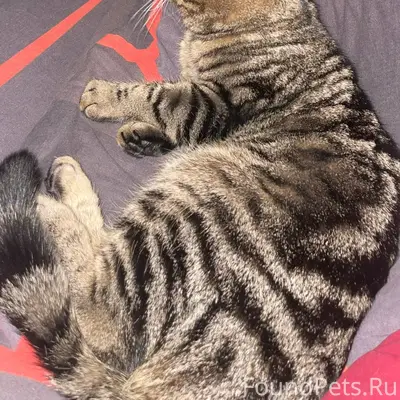 Пропала кошка Тиша, улица 1-я Локомотивная