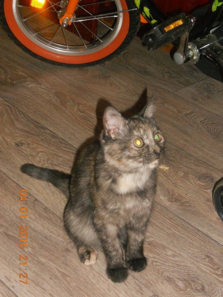 Пропала кошка Лиза, Ленина 8