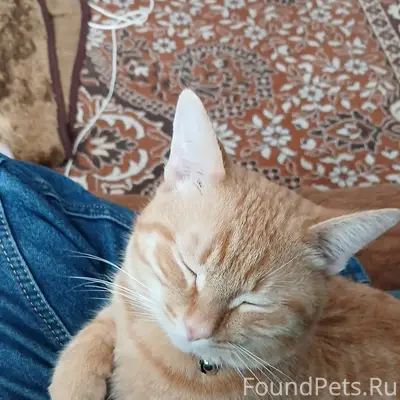 Пропал кот Муфаса, Мичуринский совхоз