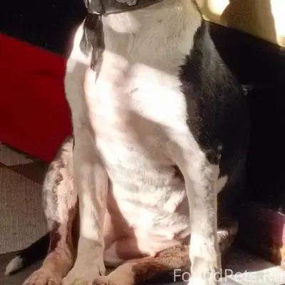 Пропал бультерьер, видели в Пестенькино