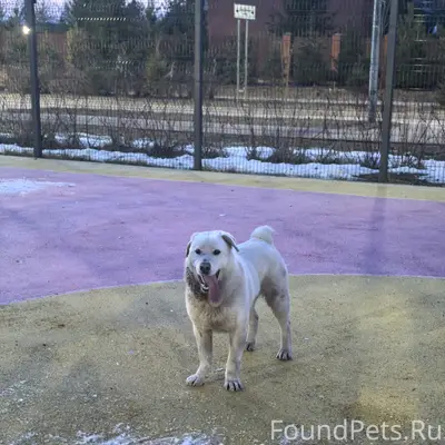 Найден пёс, Александровская, Сестрорецк