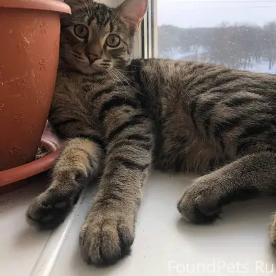 Пропал кот Семён, район Токарева 12