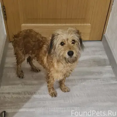 Найден тип собака, 2 проезд Металлургов