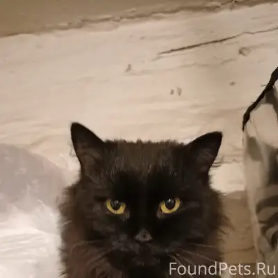 Пропал чёрный кот, район П. Комунны - Первомайская