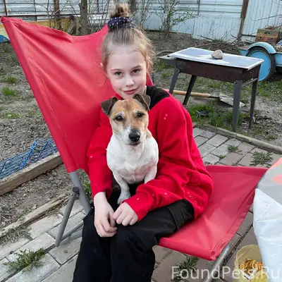 Пропала собака Джек Рассел Гильза