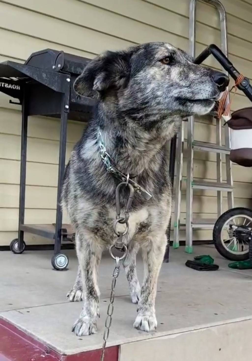 Пропала собака Чеба, д. Анциферово