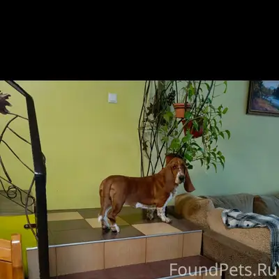 Пропала собака Барбара (Барби), Ершовская роща