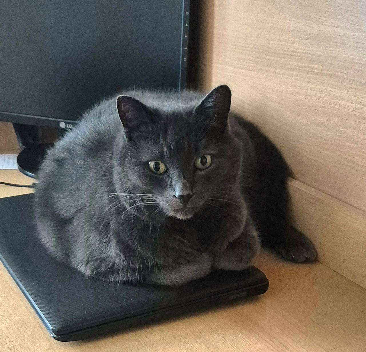 Пропал кот, Приозерский р-н, п. Сосново