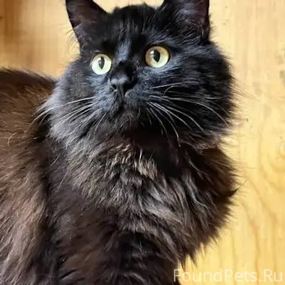 Пропал кот, Челябинск