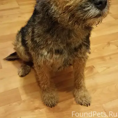 Пропал пёс, Шолохово (Новленский сельсовет)