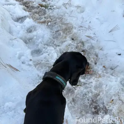 Найден кобелёк такса, Шапошникова