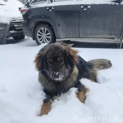 Найден пёс, позвоните по номеру для связи