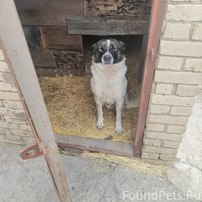 Пропал Джек, село Петрушино