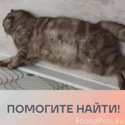 Пропал кот, Саратов, улица Емлютина