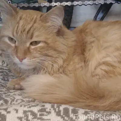 Найден кот, [без клички]