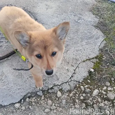 Найден щенок, ищем хозяев