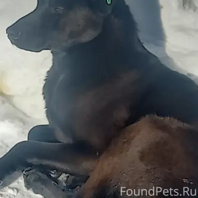 Пропал пёс Боцман