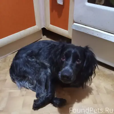 Найден спаниель, ищет новых хозяев