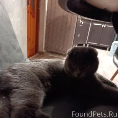 Пропал британский вислоухий, улица Пролетарская