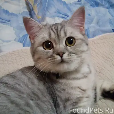 Пропала кошка Софочка, район ремзавода