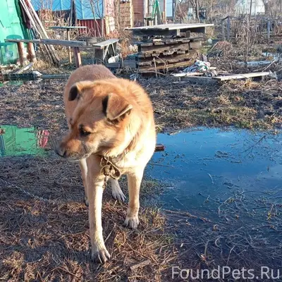 Пропал пёс Буч, садовый участок Связист