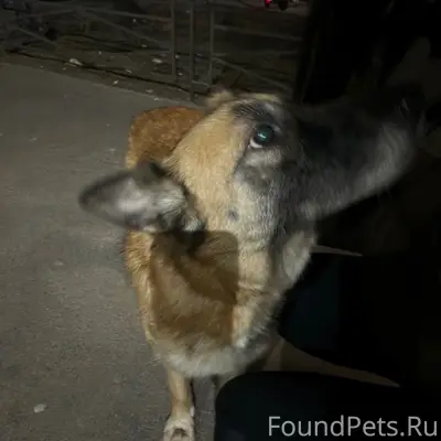 Пропала собака, улица Мира, Санкт-Петербург