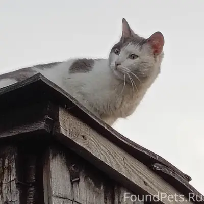 Пропал кот, улица Правды 4