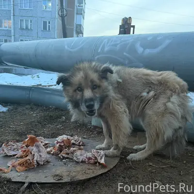 Найден пёс среднего размера, ласковый, в ошейнике