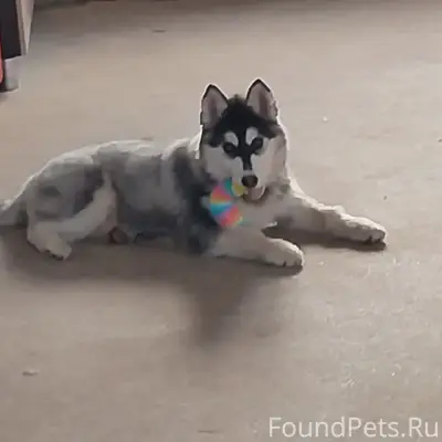 Пропала собака Эльза, Туринщина