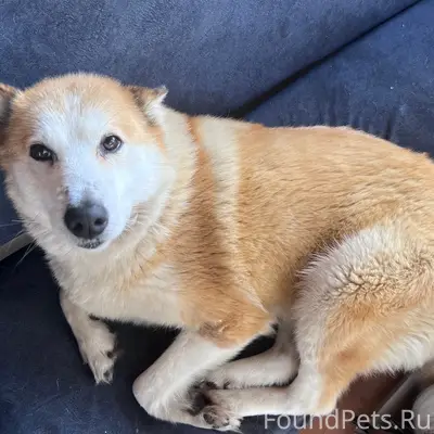 Найдена собака, п. Черемушский