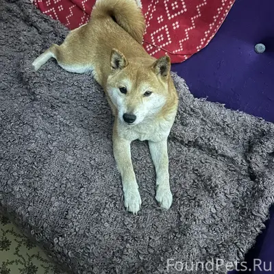 Найден Сибу-ина, г. Темрюк