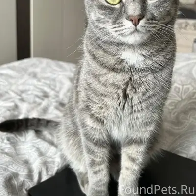 Пропал серый кот Кокос