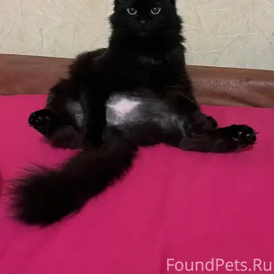 Пропала кошка Белка, Калининград, Мукамольная, 2